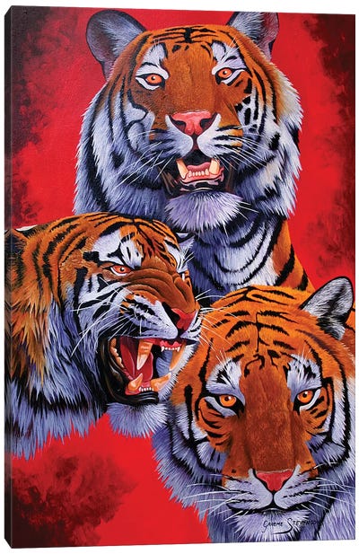Tigers Canvas Art Print - Graeme Stevenson