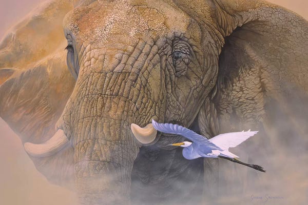 Cranes: Young Matriarch by Graeme Stevenson