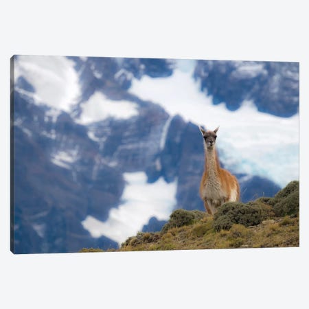 Chile, Guanaco Canvas Print #GTH11} by George Theodore Canvas Wall Art