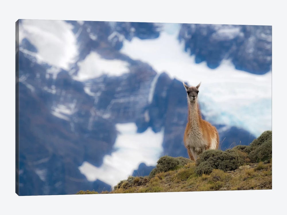 Chile, Guanaco by George Theodore 1-piece Canvas Artwork