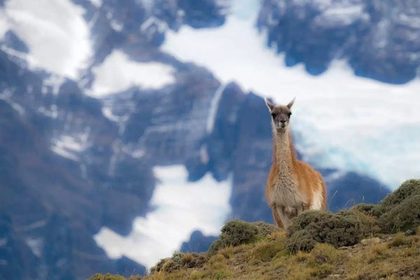 Chile: Chile, Guanaco by George Theodore