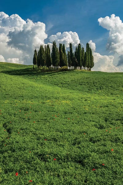 Italy, Tuscany, Pines hillside by George Theodore framed canvas print