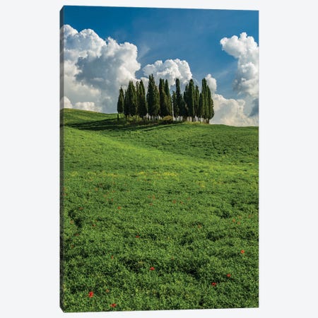 Italy, Tuscany, Pines hillside Canvas Print #GTH14} by George Theodore Canvas Print