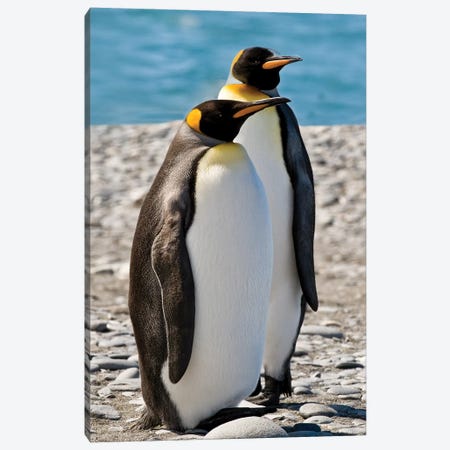 penguin, King, pair Canvas Print #GTH15} by George Theodore Art Print