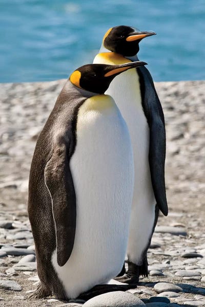 Penguins: penguin, King, pair by George Theodore