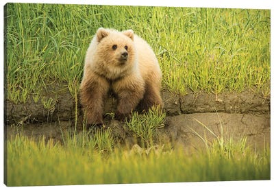 USA, Alaska, Grizzly Bear Cub Canvas Art Print - Grizzly Bear Art
