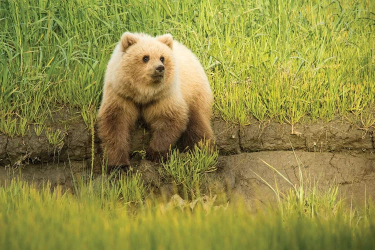 USA, Alaska, Grizzly Bear Cub