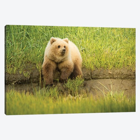 USA, Alaska, Grizzly Bear Cub Canvas Print #GTH16} by George Theodore Canvas Art Print