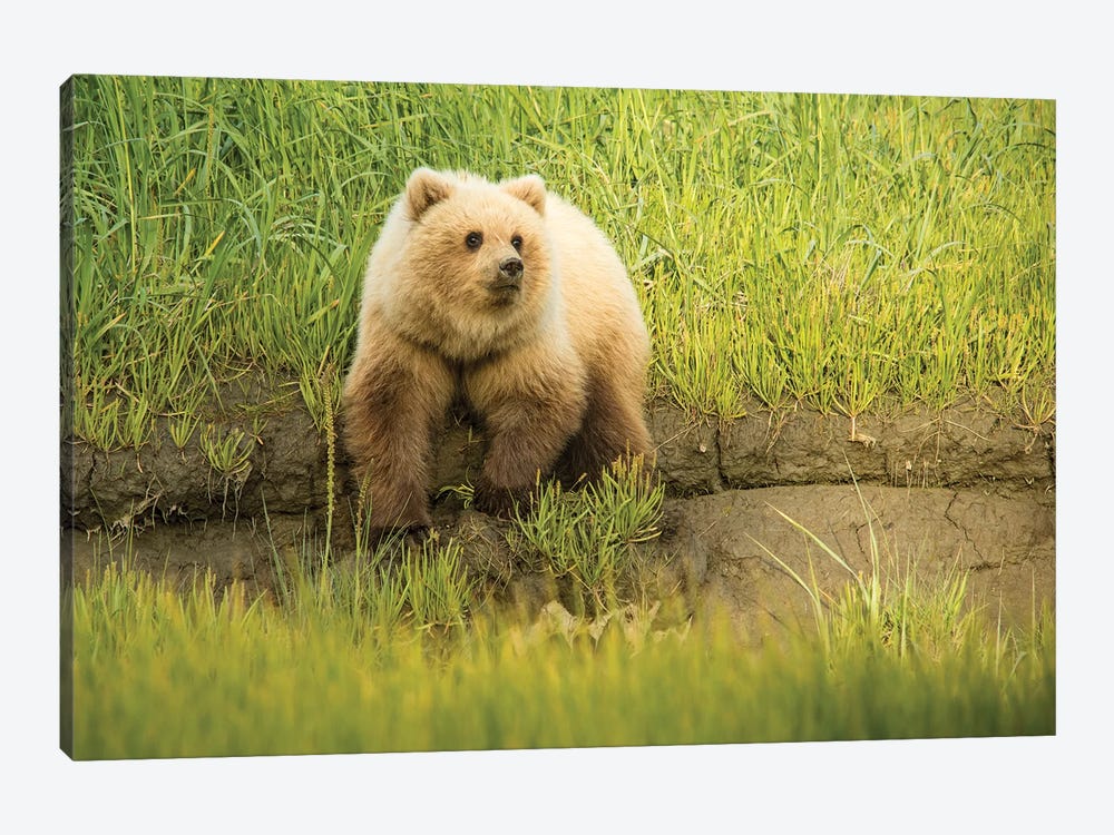 USA, Alaska, Grizzly Bear Cub by George Theodore 1-piece Canvas Print