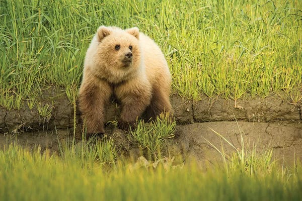 Grizzly Bears: USA, Alaska, Grizzly Bear Cub by George Theodore
