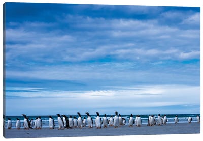 Antarctic, Gentoo penguin group Canvas Art Print