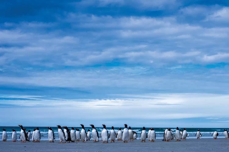 Antarctic, Gentoo penguin group