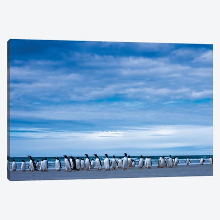 Antarctic, Gentoo penguin group Canvas Print #GTH1} by George Theodore Canvas Art