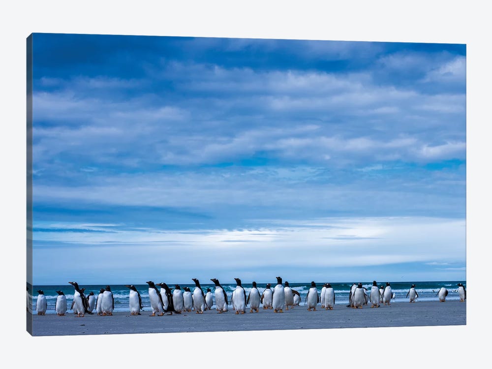Antarctic, Gentoo penguin group 1-piece Canvas Wall Art