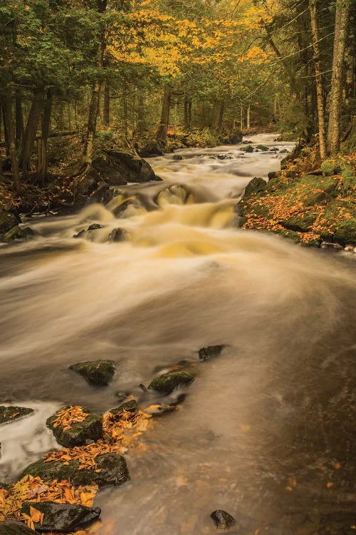 USA, Michigan, Fall Colors, Stream