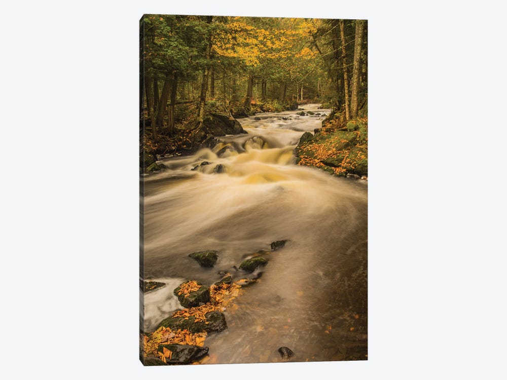 USA, Michigan, Fall Colors, Stream 1-piece Canvas Art Print