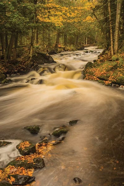 USA Michigan Fall Colors Stream Portrait