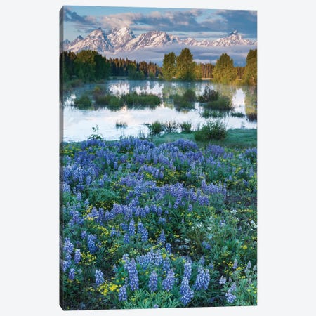 USA, Wyoming. Grand Teton National Park, Tetons, flowers foreground Canvas Print #GTH28} by George Theodore Canvas Art Print