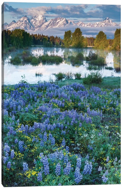 USA, Wyoming. Grand Teton National Park, Tetons, flowers foreground Canvas Art Print