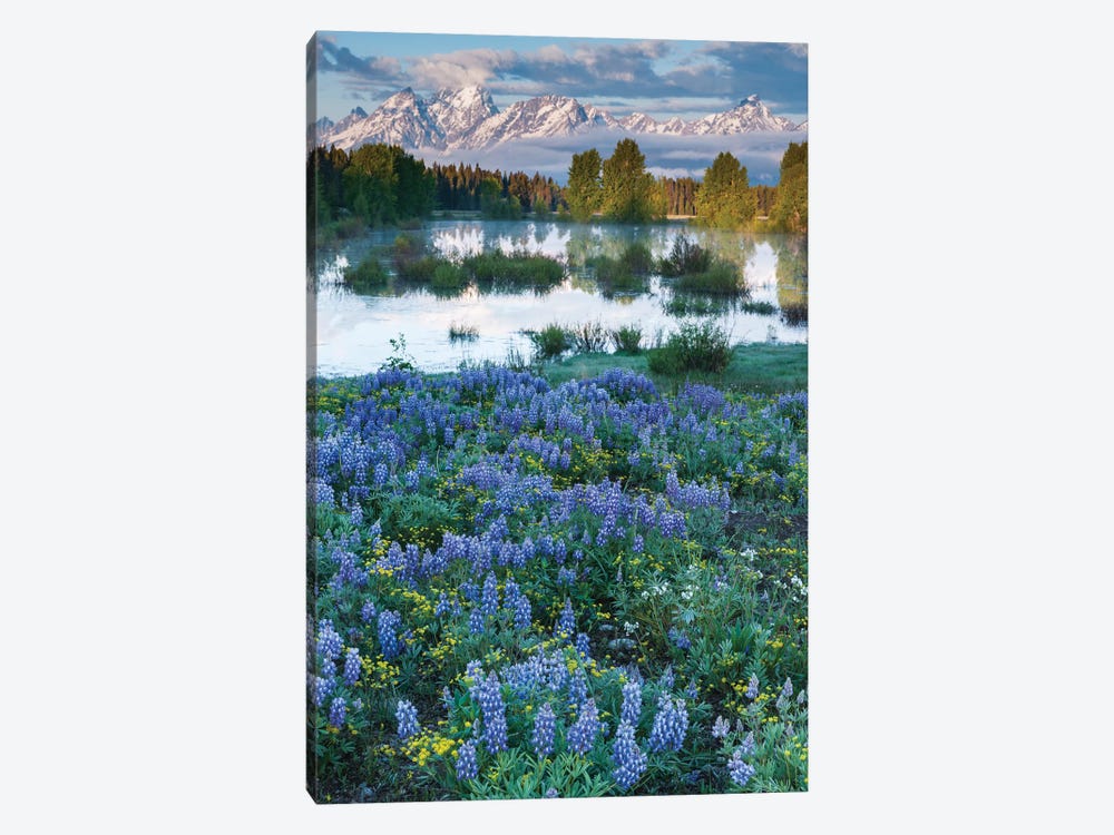 USA, Wyoming. Grand Teton National Park, Tetons, flowers foreground by George Theodore 1-piece Canvas Wall Art