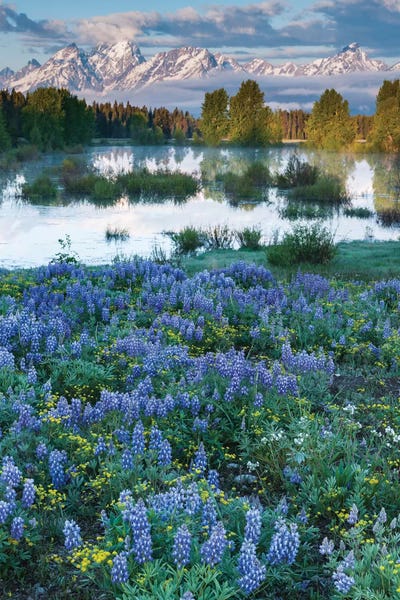 Lupines: USA, Wyoming. Grand Teton National Park, Tetons, flowers foreground by George Theodore