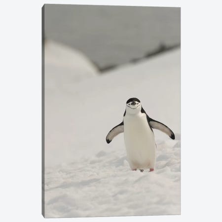 Antarctica, Chinstrap, Penguin Canvas Print #GTH2} by George Theodore Canvas Art