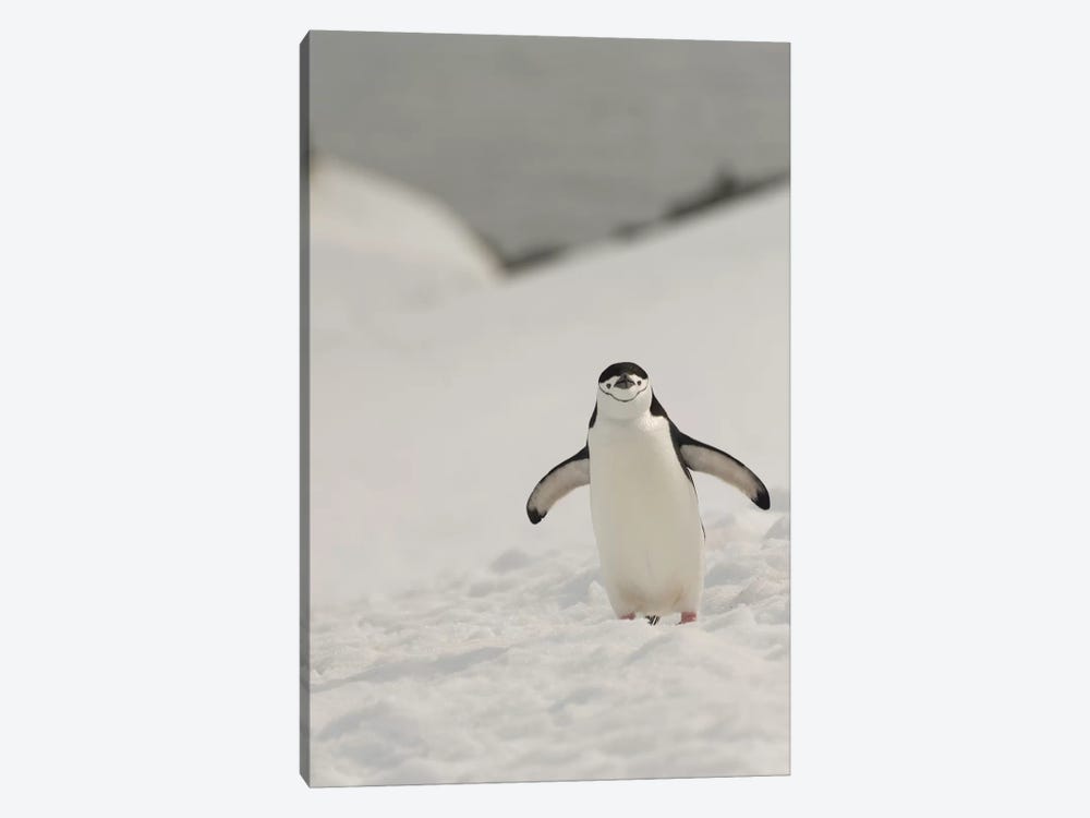 Antarctica, Chinstrap, Penguin 1-piece Canvas Art Print