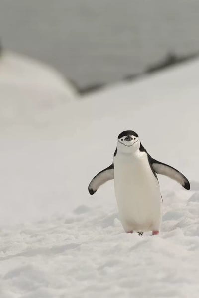 George Theodore: Antarctica, Chinstrap, Penguin by George Theodore