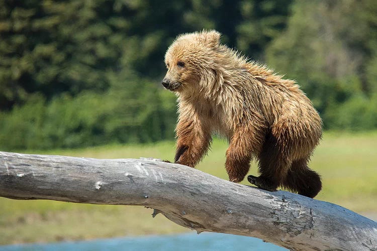 Grizzly Bear Cub, USA, Alaska by George Theodore wall art