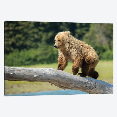Grizzly Bear Cub, USA, Alaska Canvas Print #GTH31} by George Theodore Canvas Wall Art