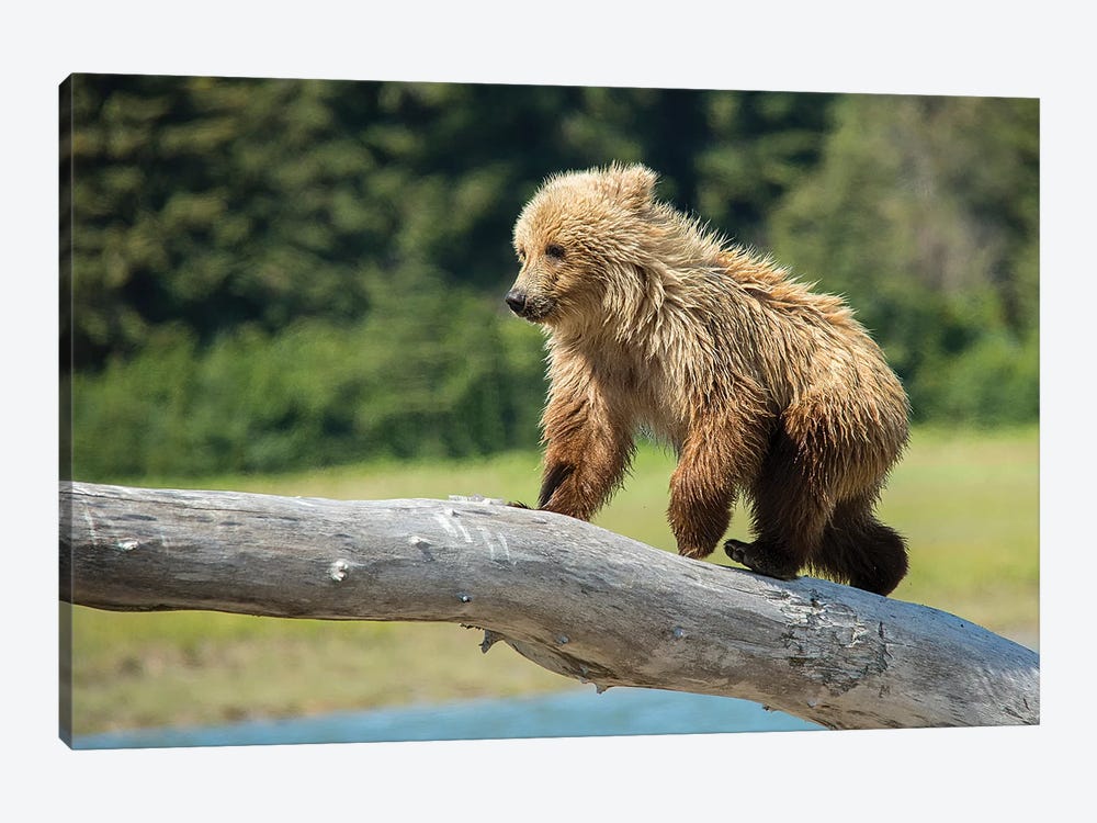 Grizzly Bear Cub, USA, Alaska by George Theodore 1-piece Canvas Artwork