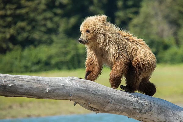 Grizzly Bears: Grizzly Bear Cub, USA, Alaska by George Theodore