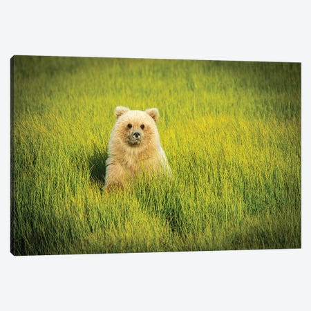 Grizzly Bear Cub, USA, Alaska Canvas Print #GTH32} by George Theodore Canvas Artwork