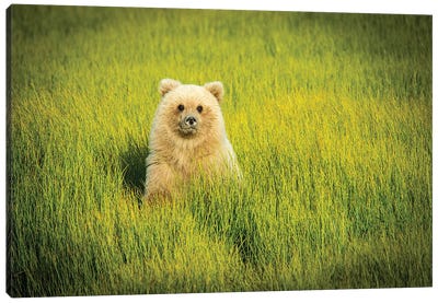Grizzly Bear Cub, USA, Alaska Canvas Art Print