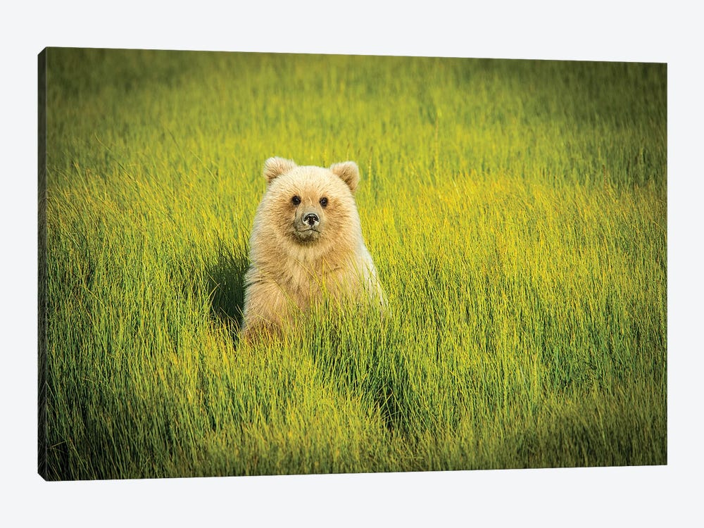 Grizzly Bear Cub, USA, Alaska 1-piece Canvas Print