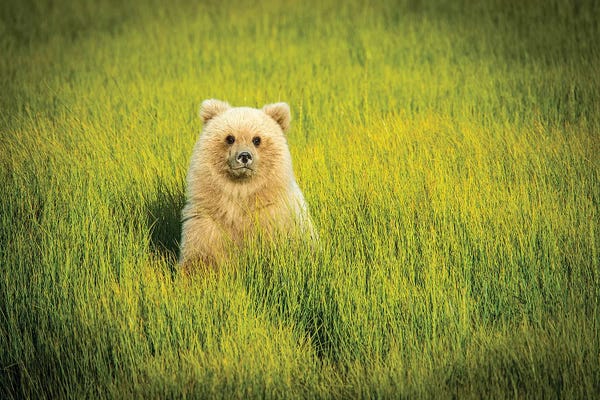 Grizzly Bears: Grizzly Bear Cub, USA, Alaska by George Theodore