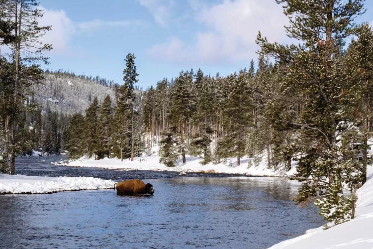 Yellowstone National Park, bison crossing river in winter