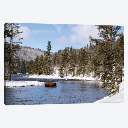 Yellowstone National Park, bison crossing river in winter Canvas Print #GTH35} by George Theodore Canvas Art Print