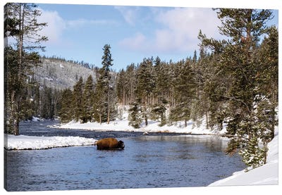 Yellowstone National Park, bison crossing river in winter Canvas Art Print