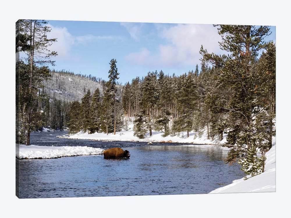 Yellowstone National Park, bison crossing river in winter by George Theodore 1-piece Canvas Artwork
