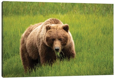 Grizzly Bear Eating Grass, Alaska, USA Canvas Art Print - Grizzly Bear Art
