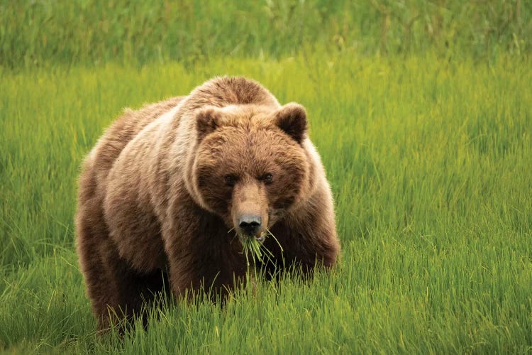 Grizzly Bear Eating Grass, Alaska, USA