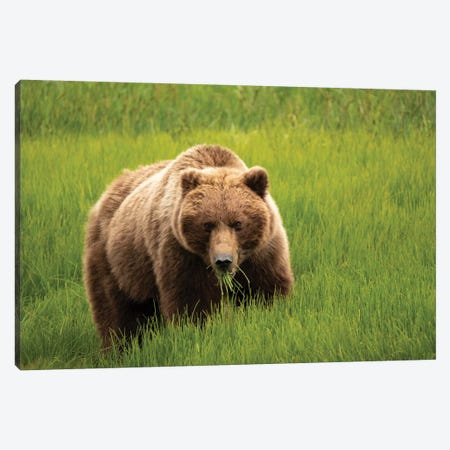 Grizzly Bear Eating Grass, Alaska, USA Canvas Print #GTH36} by George Theodore Art Print