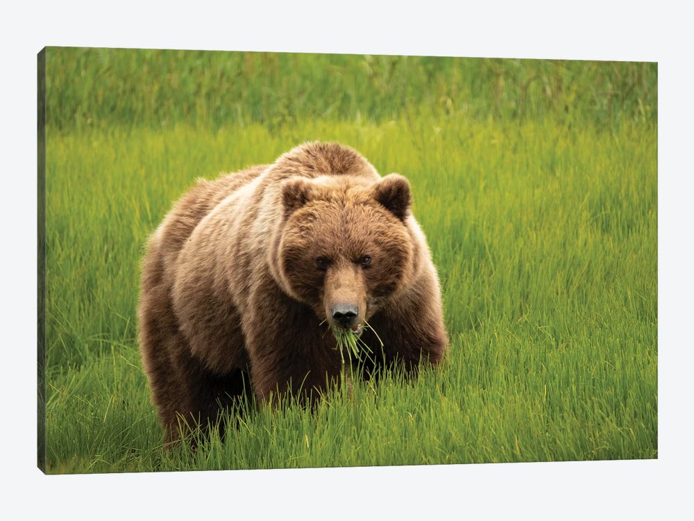Grizzly Bear Eating Grass, Alaska, USA by George Theodore 1-piece Art Print