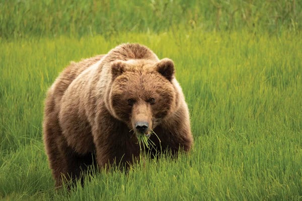 Grizzly Bear Eating Grass, Alaska, USA