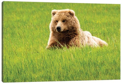 Grizzly Bear On Grass, Alaska, USA Canvas Art Print - Grass Art