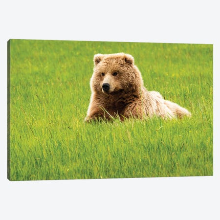 Grizzly Bear On Grass, Alaska, USA Canvas Print #GTH37} by George Theodore Canvas Art Print