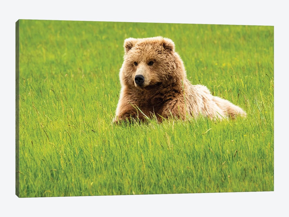 Grizzly Bear On Grass, Alaska, USA by George Theodore 1-piece Canvas Artwork