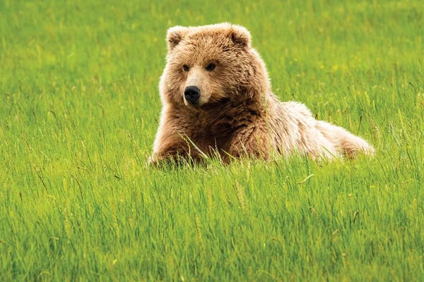 Grasses: Grizzly Bear On Grass, Alaska, USA by George Theodore