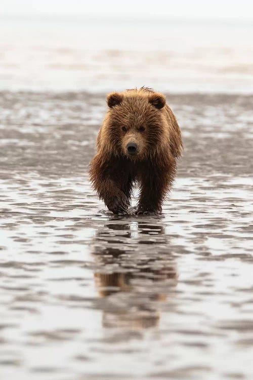 Grizzly Bear Walking Through Mud, Alaska, USA
